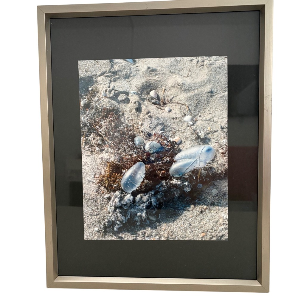 Umbra Nickel Framed Coastal Photography Portuguese Man o War Beach Art ‎ 15x12x1